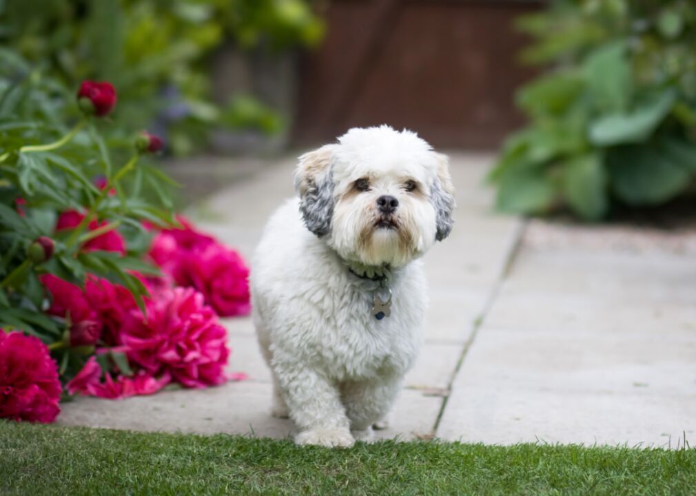 #84. Lhasa apso